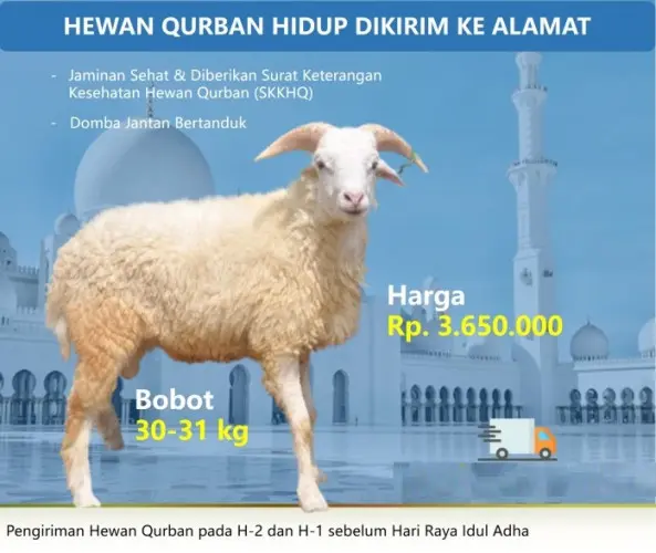 Kurban - Qurban Domba  cibeber