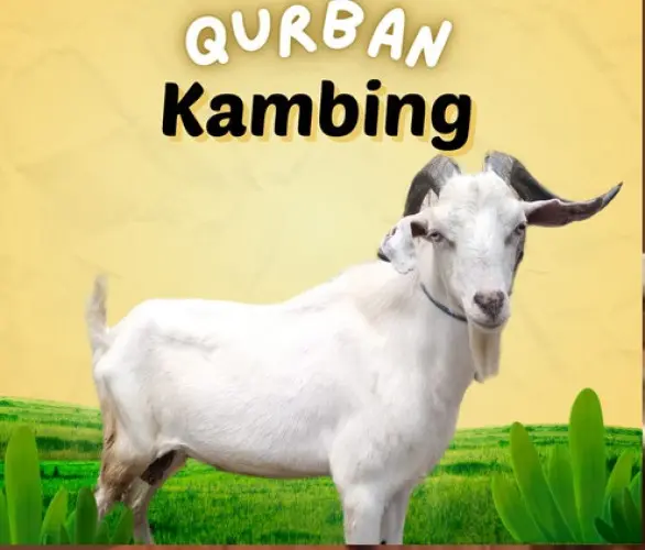 Kurban - Qurban Kambing  cibeber