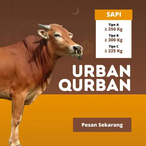 Kurban - Qurban Sapi  cibeber